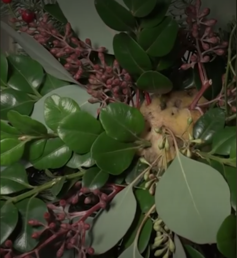 Linda Schilen biologisk mångfald